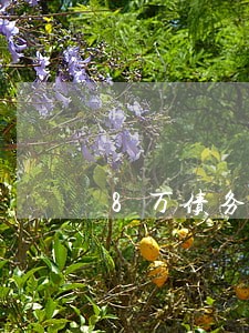 8万债务纠纷的律师费几个点 8万债务纠纷的律师费几个点
