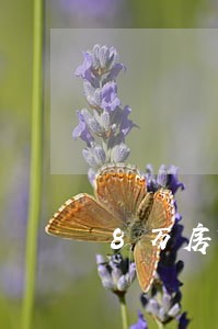 8万房贷逾期五个月利息多少 8万房贷逾期五个月利息多少