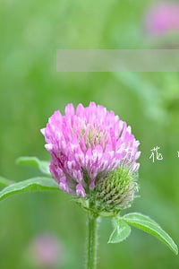 8万花呗逾期一年的利息是多少 8万花呗逾期一年的利息是多少