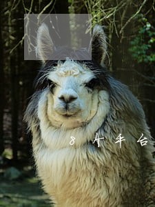 8个平台全部逾期