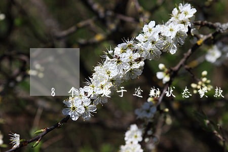 8个月处于逾期状态贷款 8个月处于逾期状态贷款