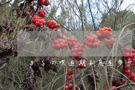 8千四呗逾期利息是多少钱 8千四呗逾期利息是多少钱