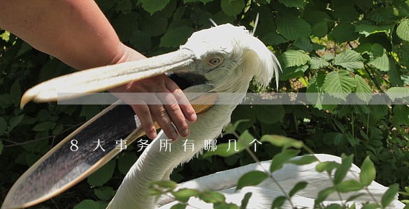 8大事务所有哪几个 8大事务所有哪几个