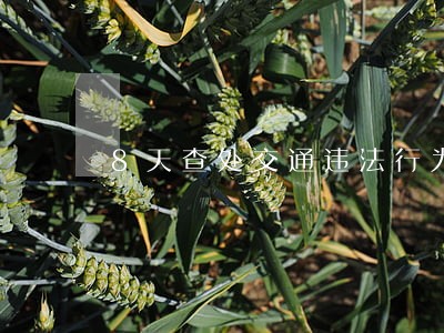 8天查处交通违法行为820起 8天查处交通违法行为820起