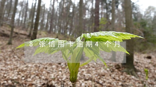 8张信用卡逾期4个月