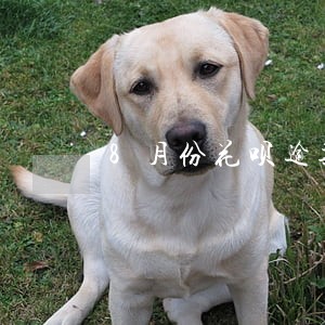 8月份花呗逾期图片 8月份花呗逾期图片
