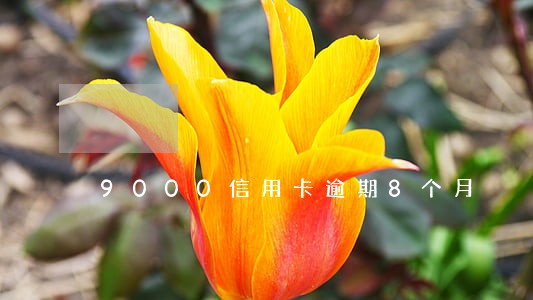 9000信用卡逾期8个月 9000信用卡逾期8个月