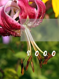 9000逾期罚息 9000逾期罚息