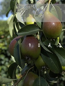 90天以内逾期贷款还款顺序