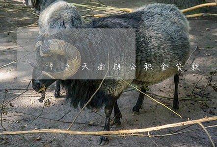 90天逾期公积金贷款 90天逾期公积金贷款