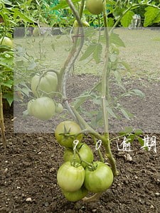 90逾期小额贷不良
