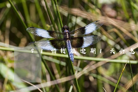 91借钱能逾期1天会怎样 91借钱能逾期1天会怎样