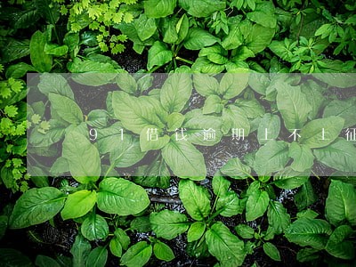 91借钱逾期上不上征信 91借钱逾期上不上征信