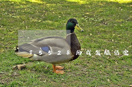 95528给我发短信逾期 95528给我发短信逾期