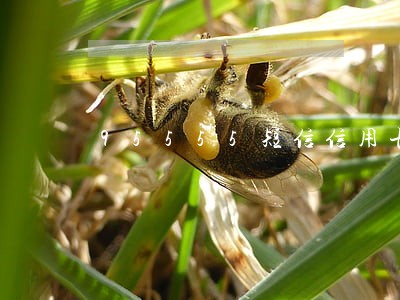95555短信信用卡逾期