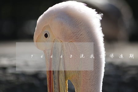 96668说我担保逾期 96668说我担保逾期