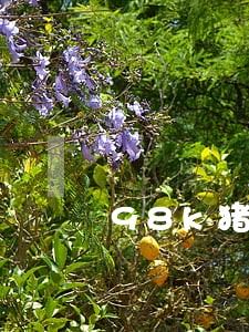 98k猪猪贷逾期几个小时