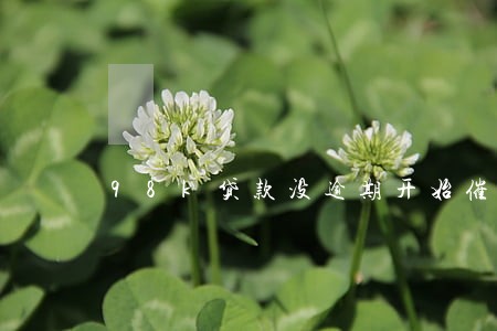 98k贷款没逾期开始催收