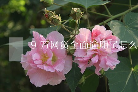 9万网贷全面逾期了怎么办 9万网贷全面逾期了怎么办