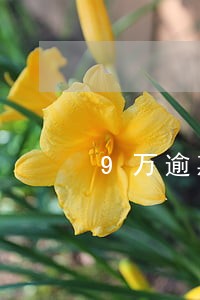 9万逾期了半年征信 9万逾期了半年征信