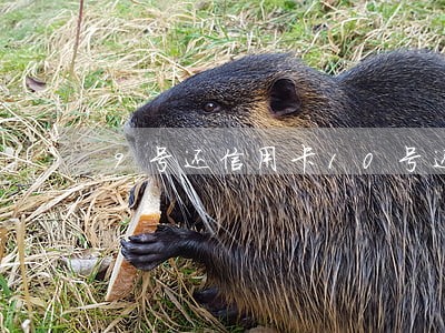 9号还信用卡10号还算不算逾期 9号还信用卡10号还算不算逾期