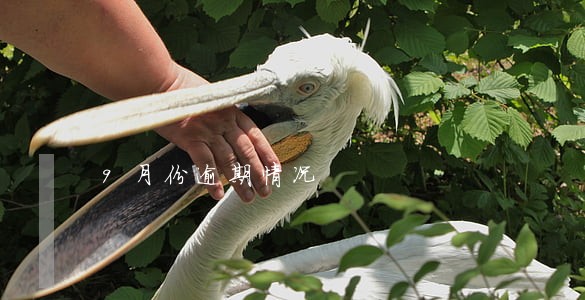9月份逾期情况 9月份逾期情况