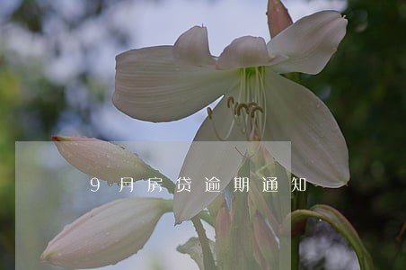 9月房贷逾期通知 9月房贷逾期通知