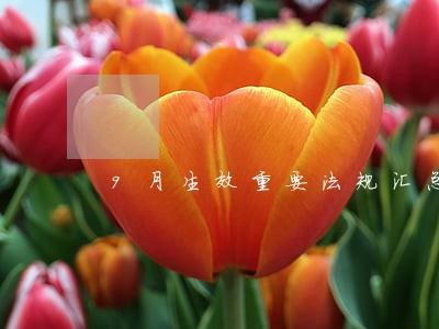 9月生效重要法规汇总