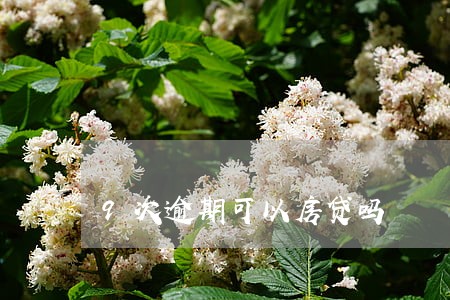 9次逾期可以房贷吗 9次逾期可以房贷吗