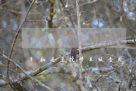 9辆违法搅拌车被查处 9辆违法搅拌车被查处
