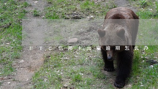 ETC信用卡出现逾期怎么办 ETC信用卡出现逾期怎么办