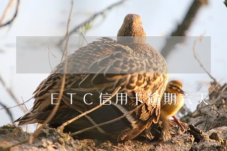 ETC信用卡逾期六天 ETC信用卡逾期六天