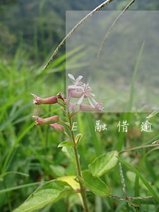 E融借逾期三个月上征信嘛 E融借逾期三个月上征信嘛