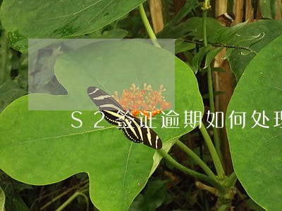 S2签证逾期如何处理 S2签证逾期如何处理
