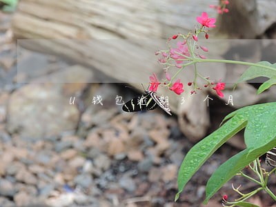 U钱包逾期3个月 U钱包逾期3个月