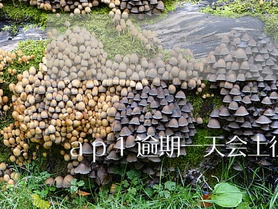 ap1逾期一天会上征信