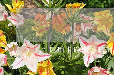 app信用卡逾期危机加剧 app信用卡逾期危机加剧