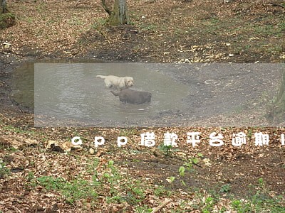 app借款平台逾期10天 app借款平台逾期10天