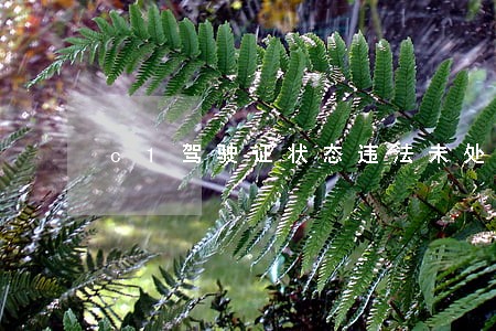 c1驾驶证状态违法未处理 c1驾驶证状态违法未处理