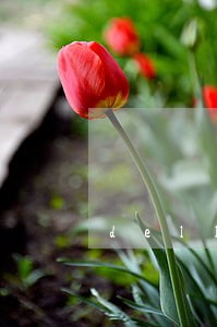 dell公司在中国不守中国法律 dell公司在中国不守中国法律