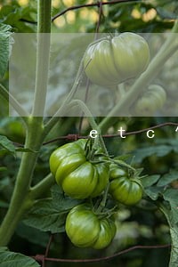 etc信用卡逾期征信 etc信用卡逾期征信
