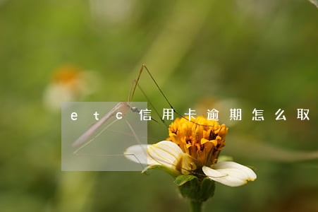 etc信用卡逾期怎么取消 etc信用卡逾期怎么取消