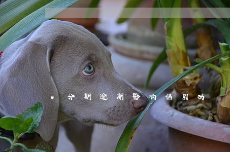 e分期逾期影响信用吗 e分期逾期影响信用吗