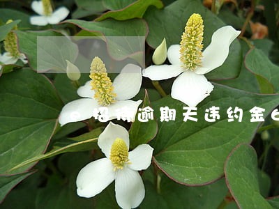 e招待逾期天违约金6 e招待逾期天违约金6