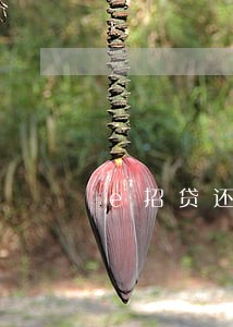 e招贷还不上可以只还本金吗 e招贷还不上可以只还本金吗
