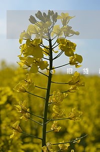 e招贷逾期3天额度没了 e招贷逾期3天额度没了