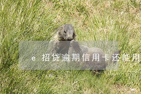 e招贷逾期信用卡还能用 e招贷逾期信用卡还能用