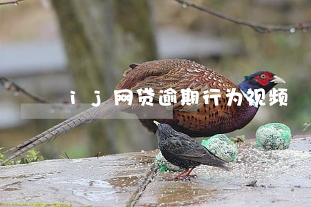 ij网贷逾期行为视频