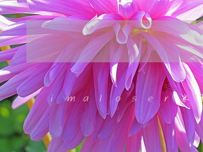 imaloser米玄律师 imaloser米玄律师
