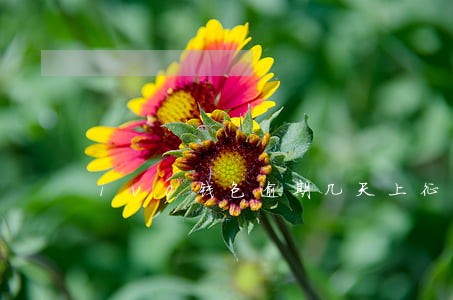 iv0钱包逾期几天上征信 iv0钱包逾期几天上征信